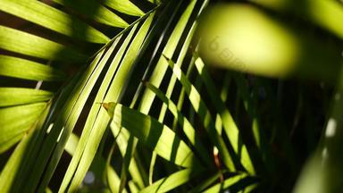 异国情调的丛林热带雨林热带大气棕榈新鲜的多汁的叶状体叶子亚马逊森林花园对比黑暗自然绿色植物郁郁葱葱的树叶常绿生态系统天堂审<strong>美背</strong>景